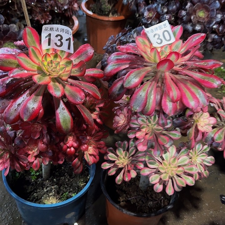 红陶香奈儿130131