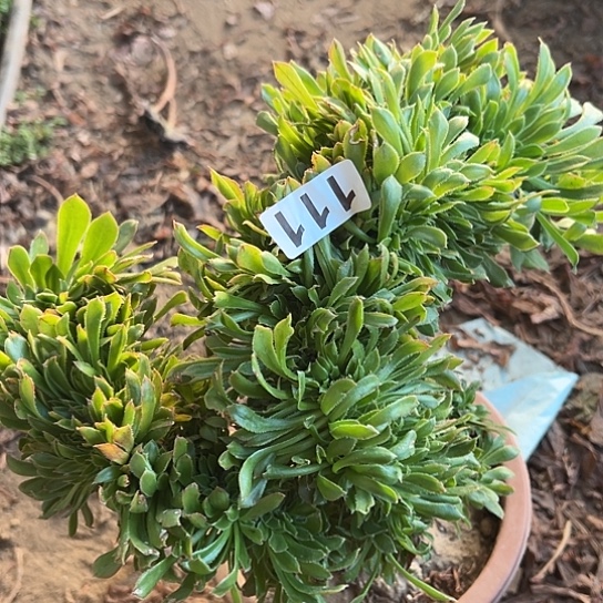 星***~多肉植物一个元气绿有伤