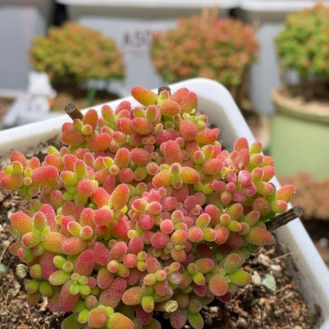 蜜桔糖球枝干番杏A511