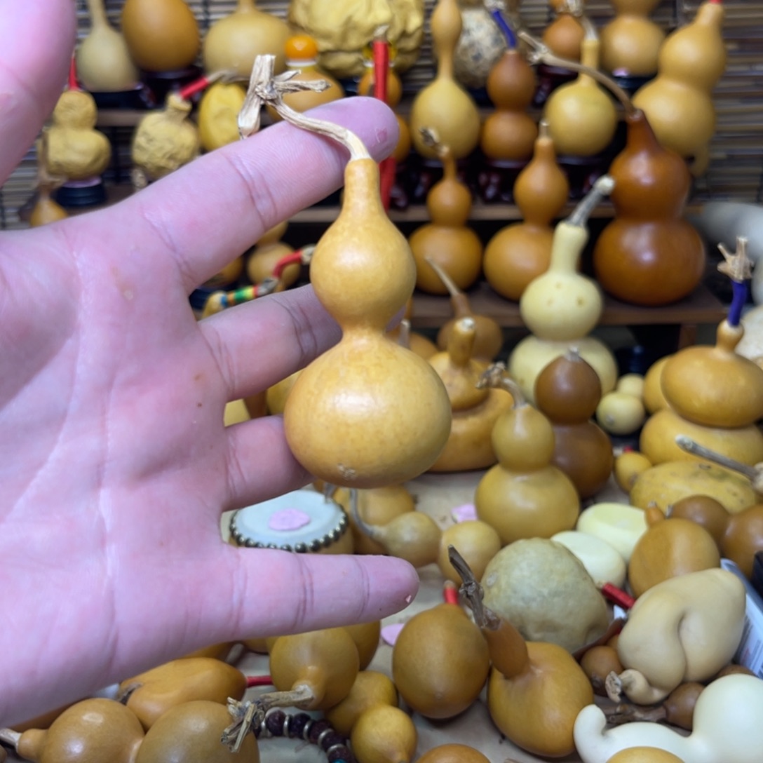 花叶病天津嘴厚皮5