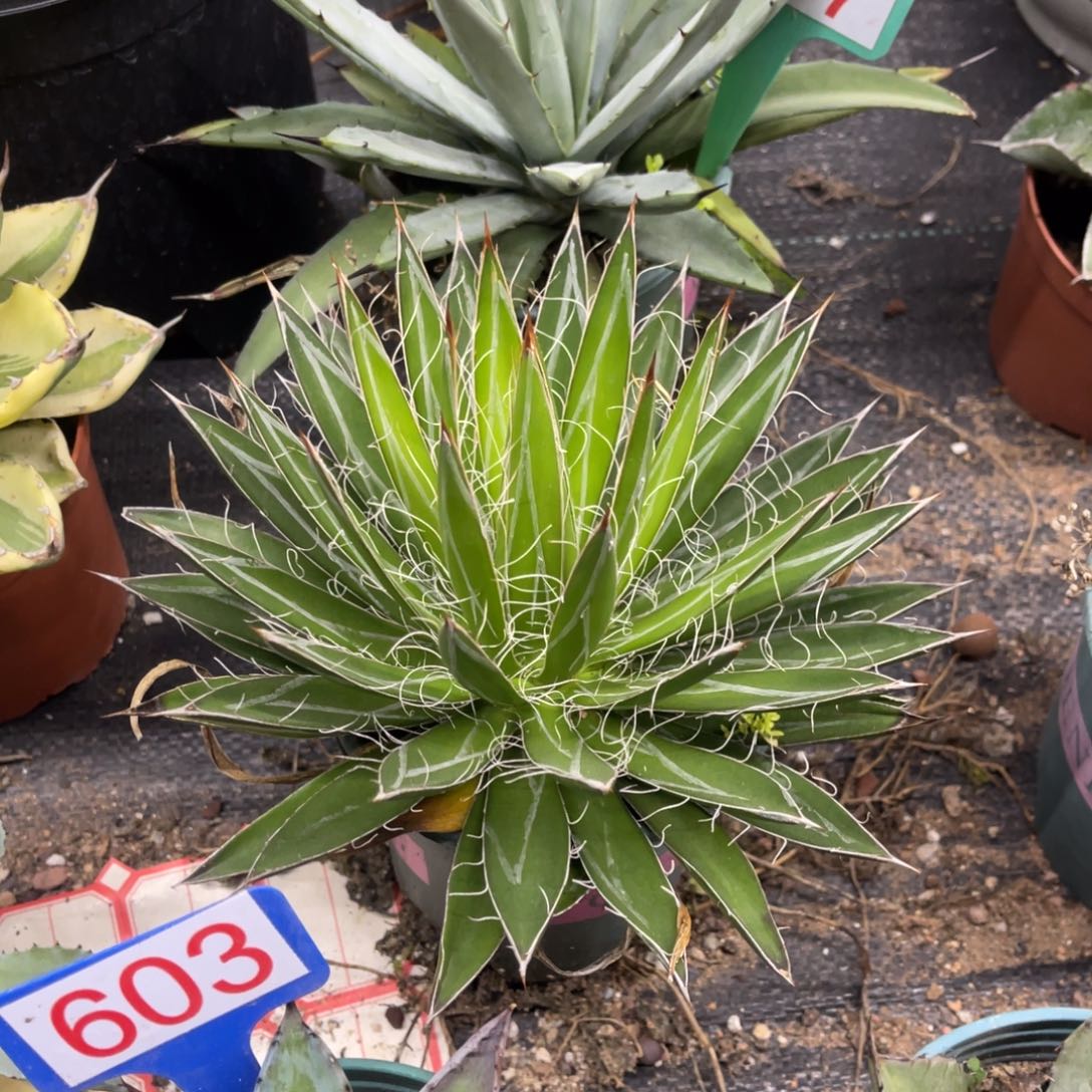 王妃乱雪龙舌兰系列