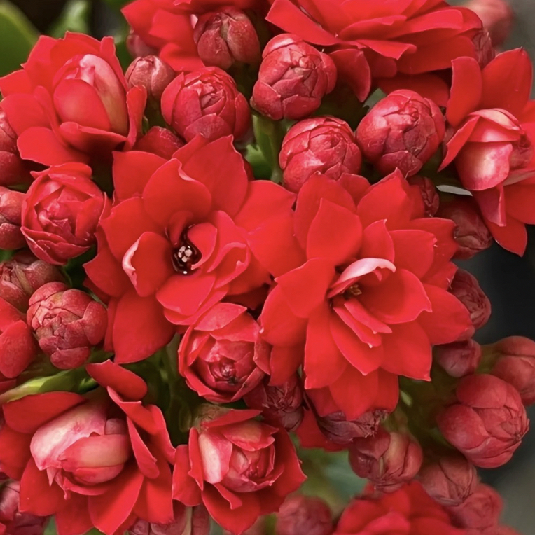 长寿花（红宝石）110红色大花室内盆栽