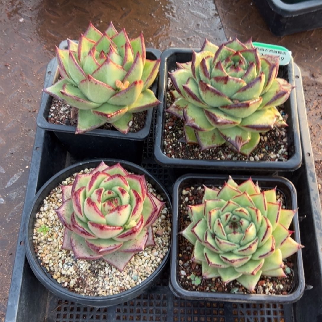 多肉精选编号0114.349