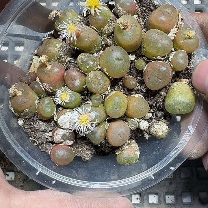 312 多肉植物多肉植物