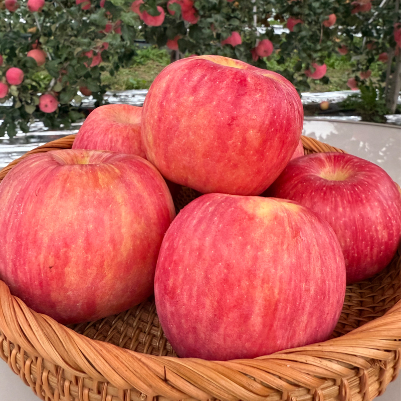 【翼脆苹果】果园直发 脆甜爽口 化口无渣