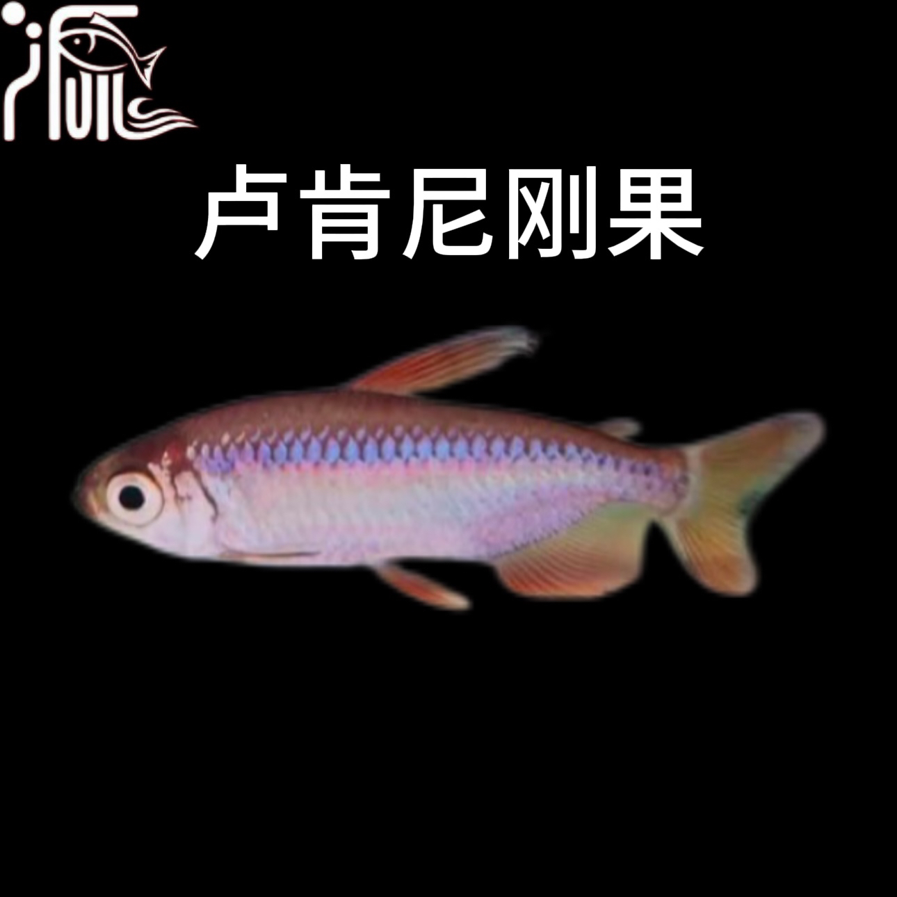 【尚东水族】卢肯尼刚果