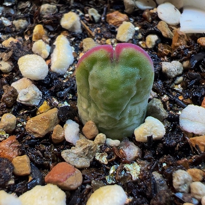 068多肉植物种类和