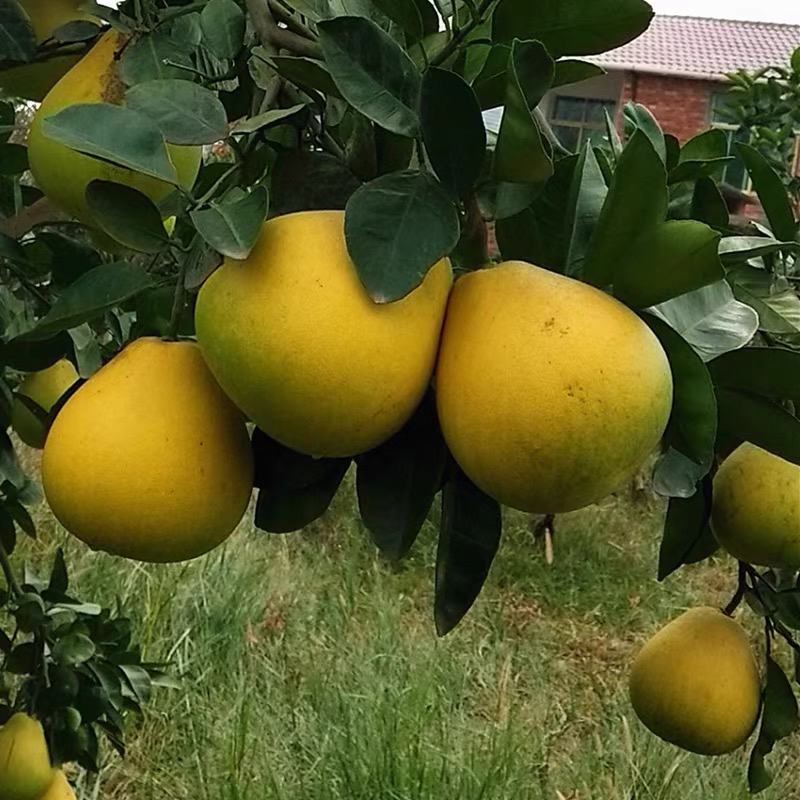 脆甜柚子 彭泽农家老树脆甜糖心柚子3斤5斤中大果冰糖柚实惠销售