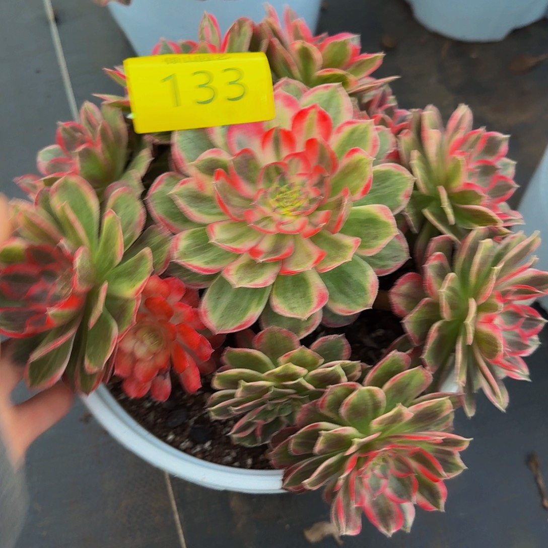 133号多肉植物唐三彩