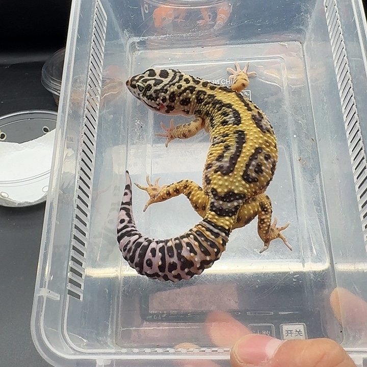 豹纹守宫土匪弟弟