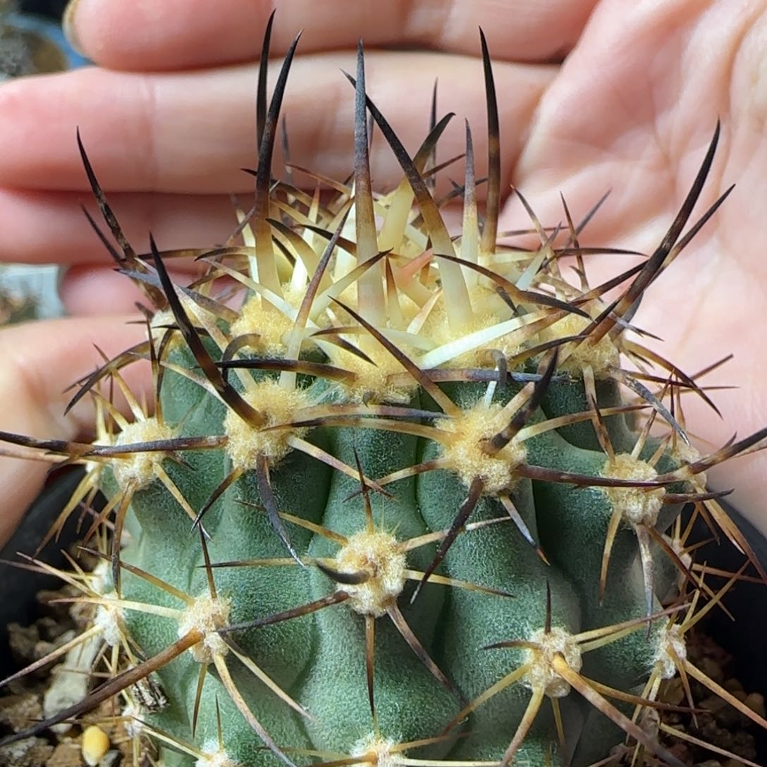 421实生五百津玉多肉