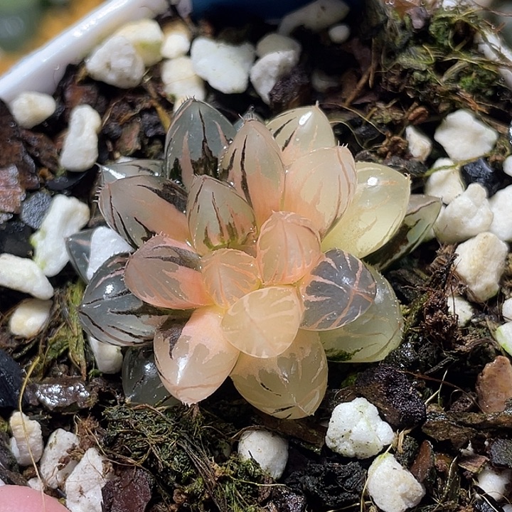 666霓虹灯锦特选福利