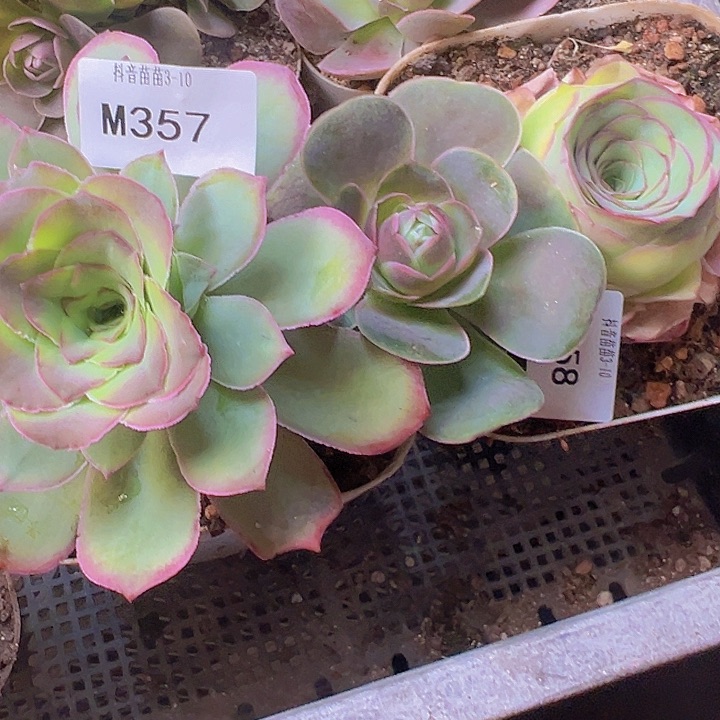山地玫瑰多肉植物357-358