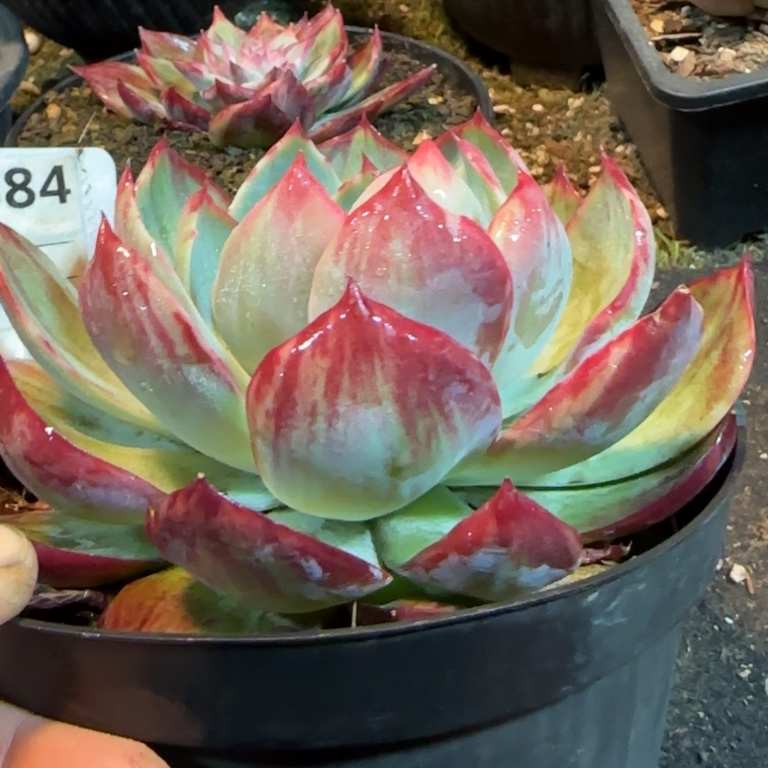 花脸拉丝684惊鸿一物一拍包装收缩花旱