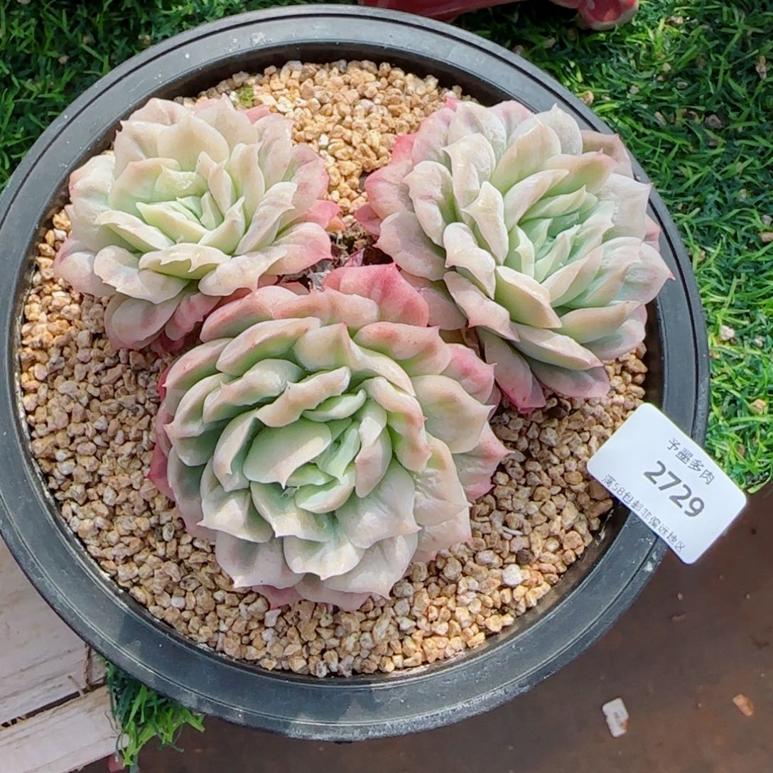 泡泡纱裙，2729多肉植物