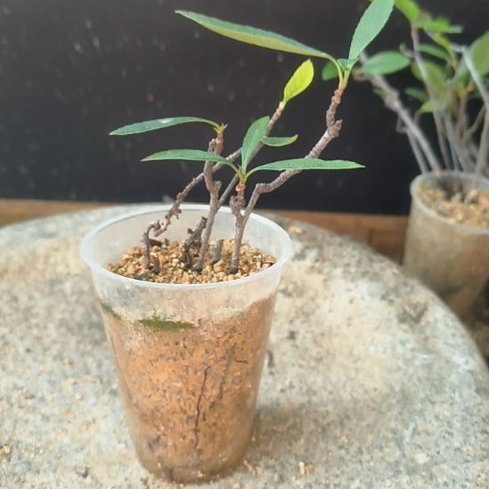 海***浪无花朵海岛春花   