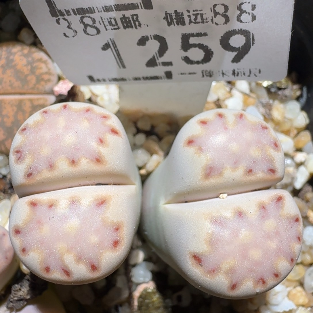 zzz冬日暖心福利1259高特