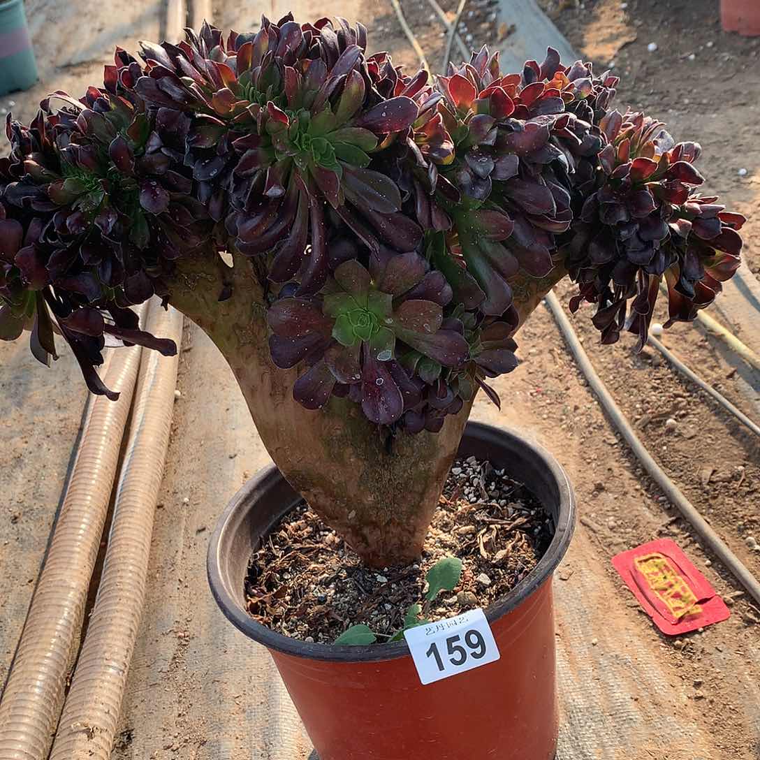 159欧紫朵朵缀化