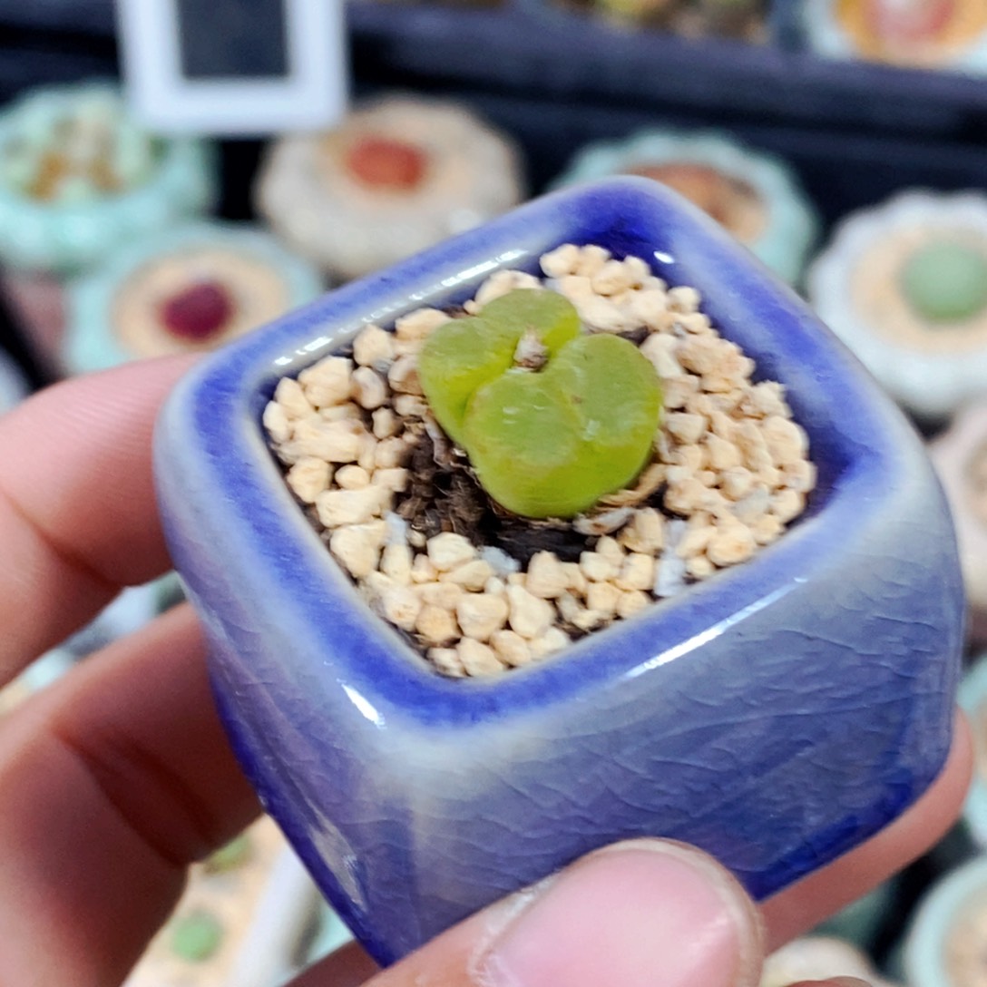 2335--一物一拍 带盆 肯尼迪 紫花