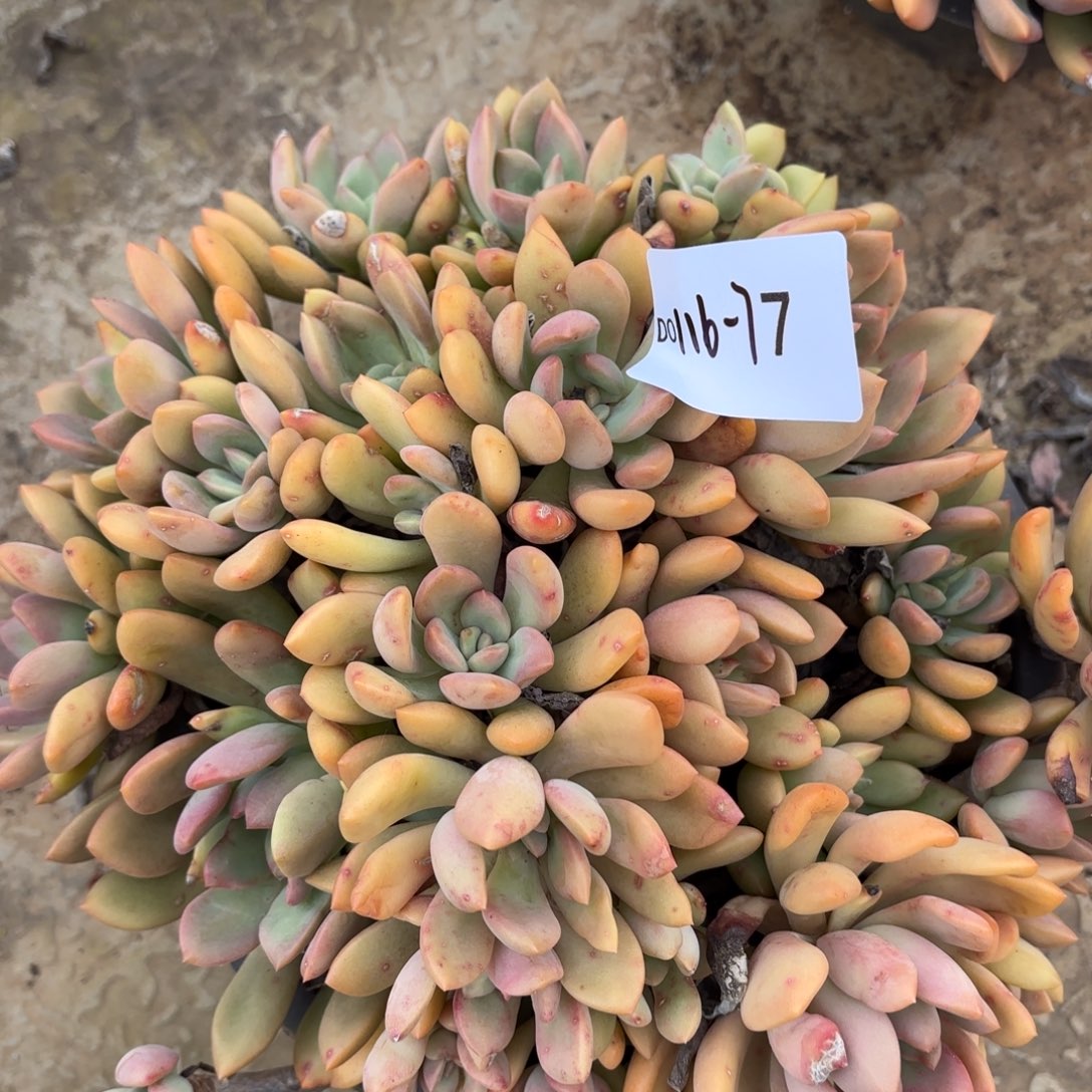 同温层多肉77桃花岛