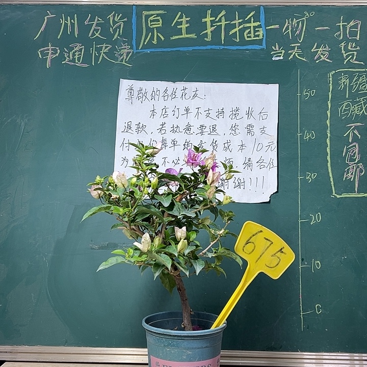 全部花苞福利  雪紫  675