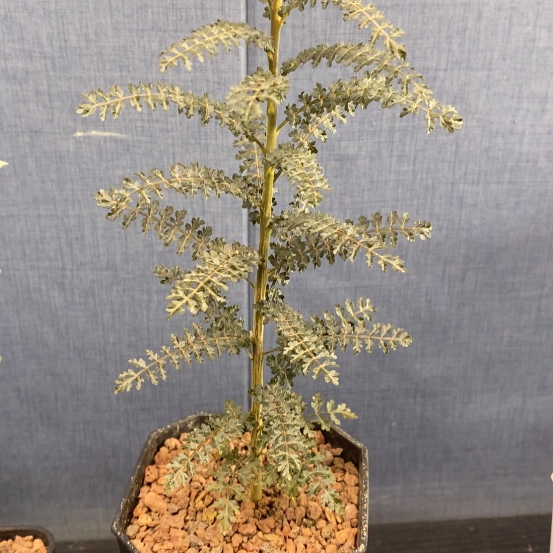 索科特拉乳香黑叶版