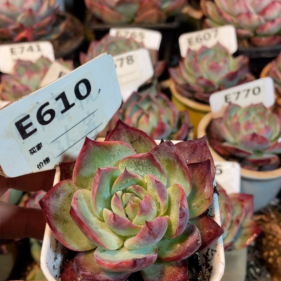 惊鸿一瞥610号多肉