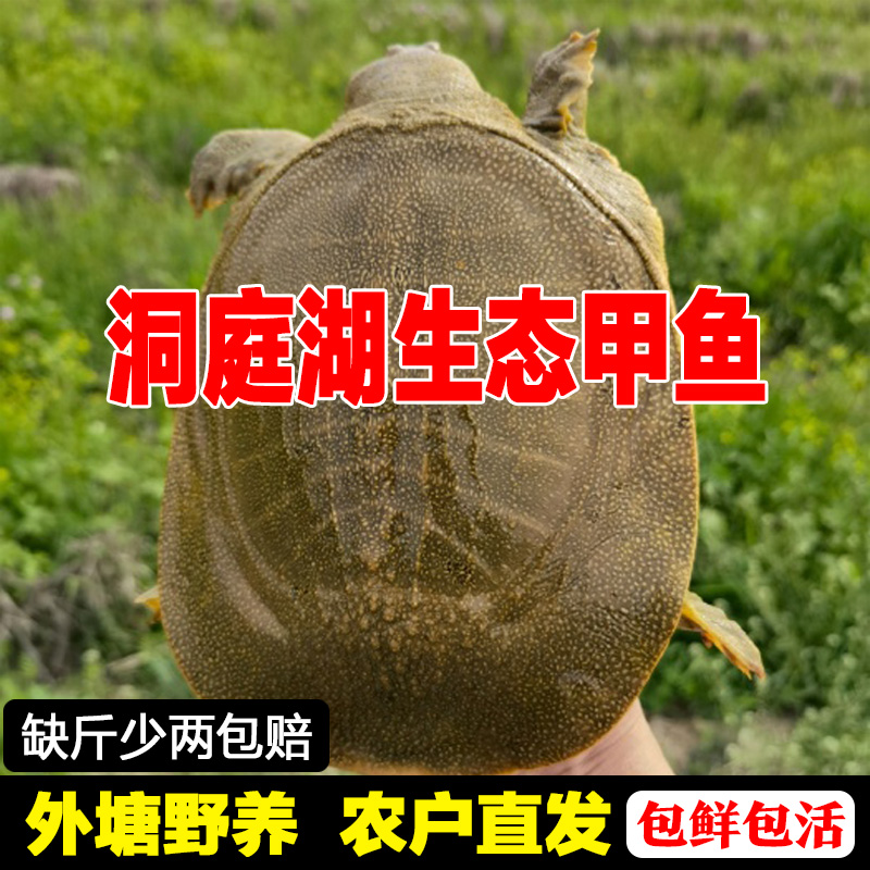 生态甲鱼鲜活仿野外生长中华鳖外塘水鱼活体团鱼食用王八买2送1