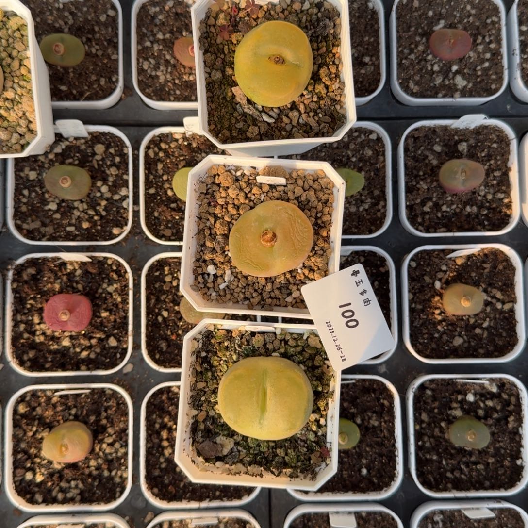 赤***觉多肉多肉多肉12-100