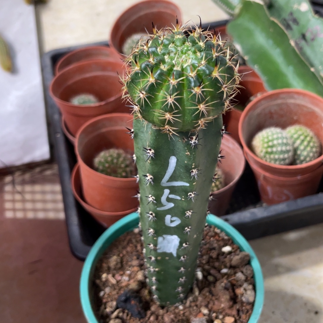新品丽花L50袖铺母本