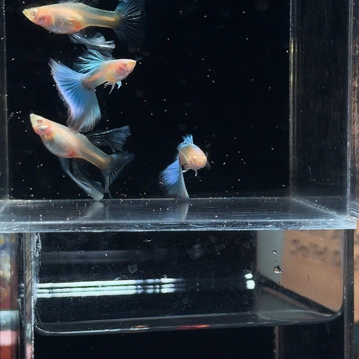 孔雀鱼蓝白绣球两对一条蝶翼微损