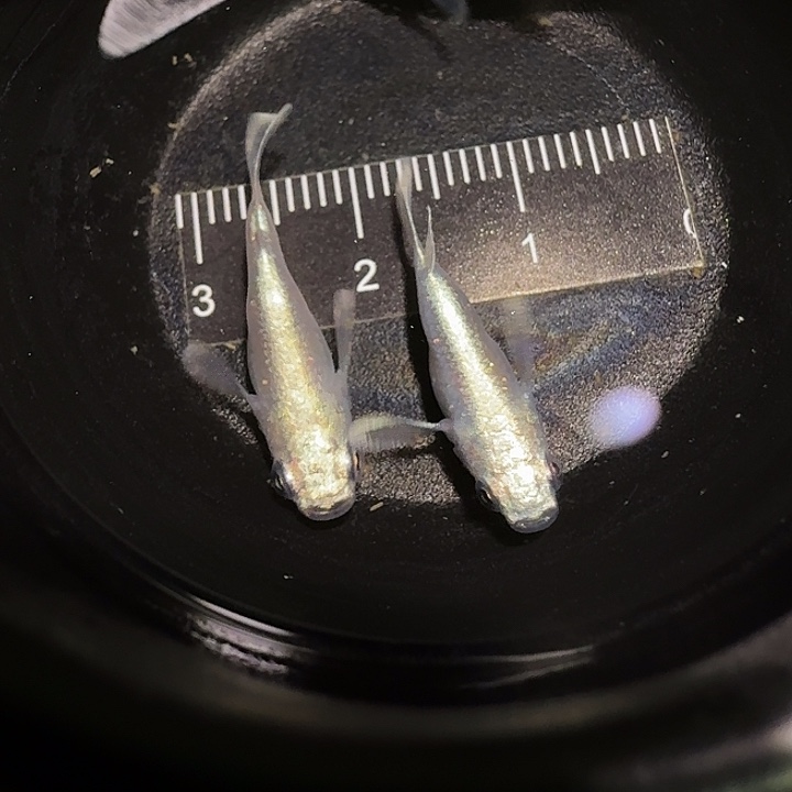 青鳉鱼一物一拍642