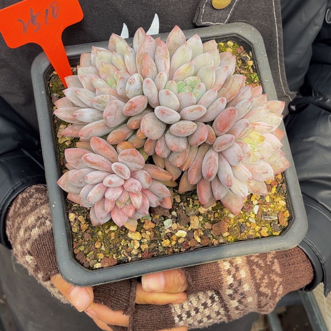 2510号上午多肉植物群生多肉植物