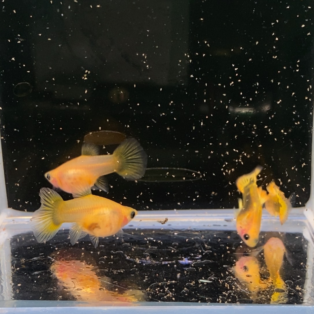 孔雀鱼黄纹尾玻璃猫两对