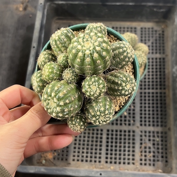 璇美玉加仑盆大群随机一盆