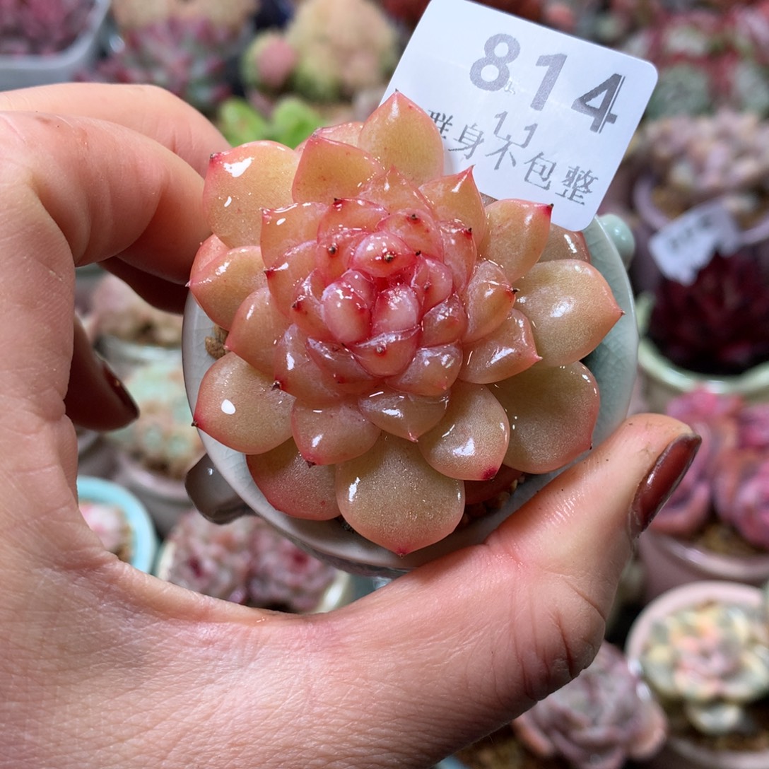 精控拇指盆1.1814