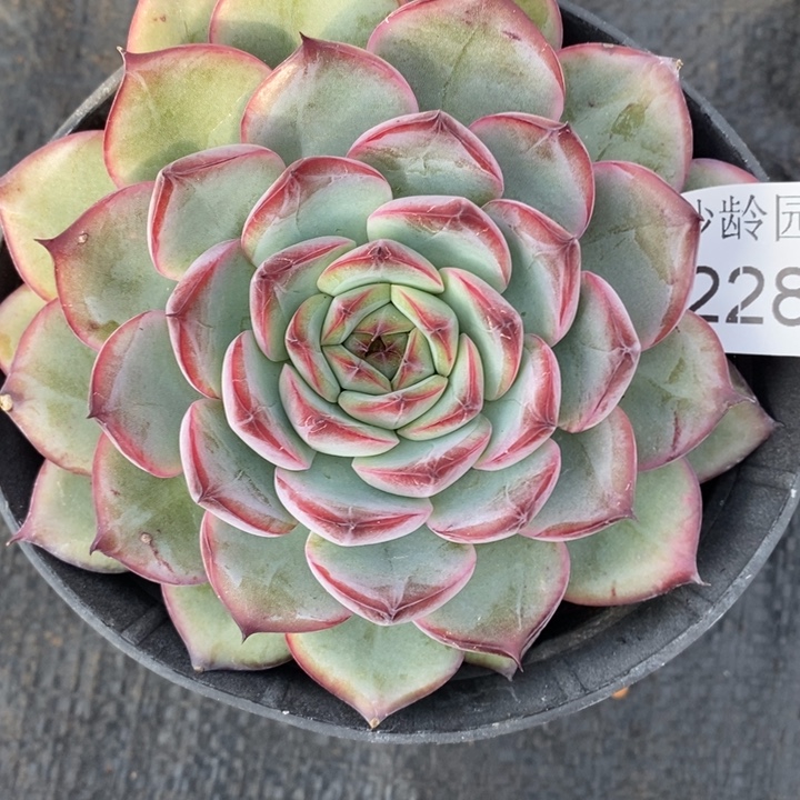 2281杂交老桩基地～11厘米