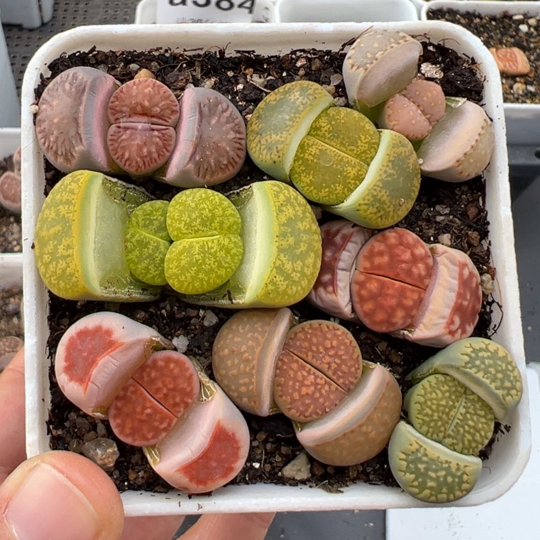 2.4好看的多肉451