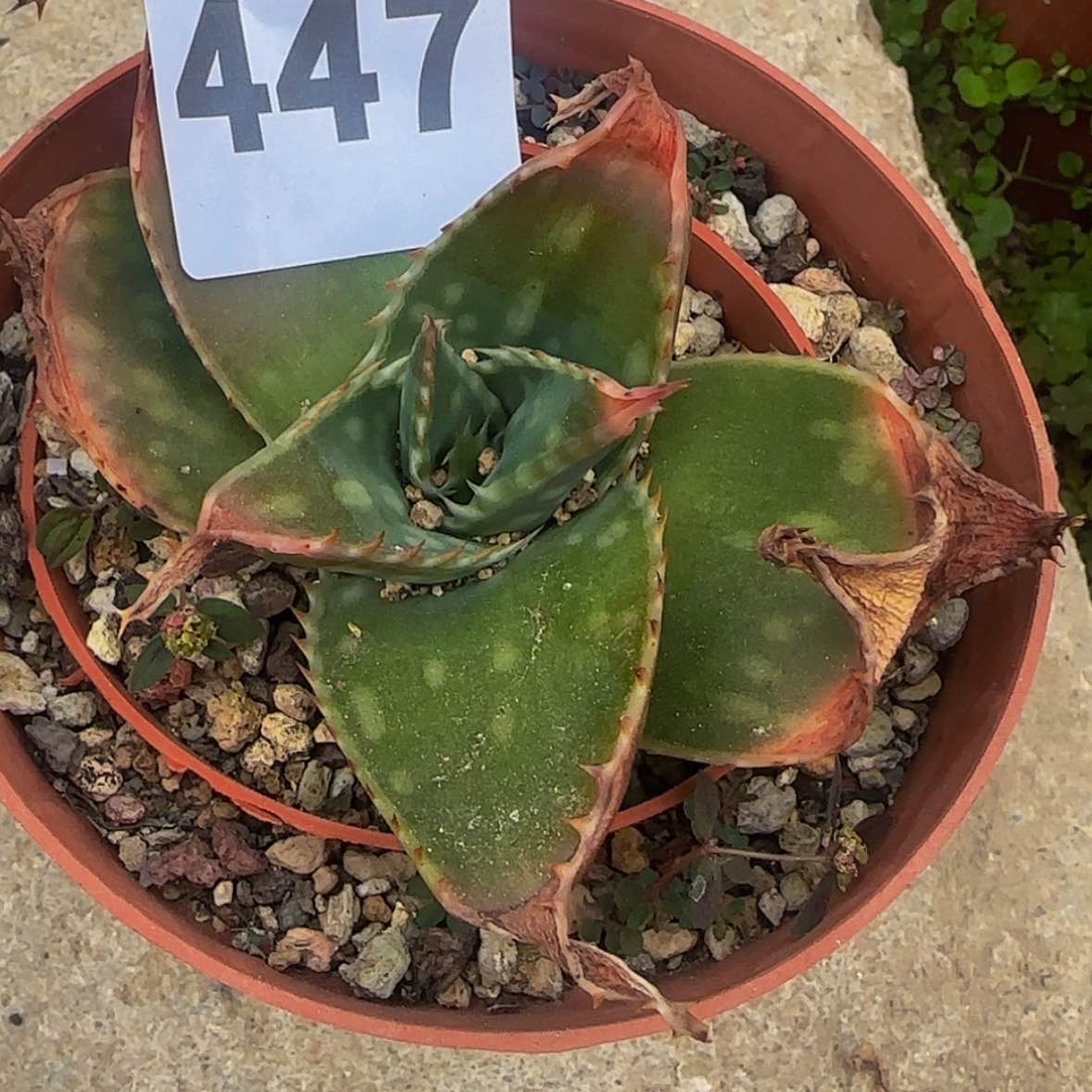 【闪购商品】A****o块根植物
