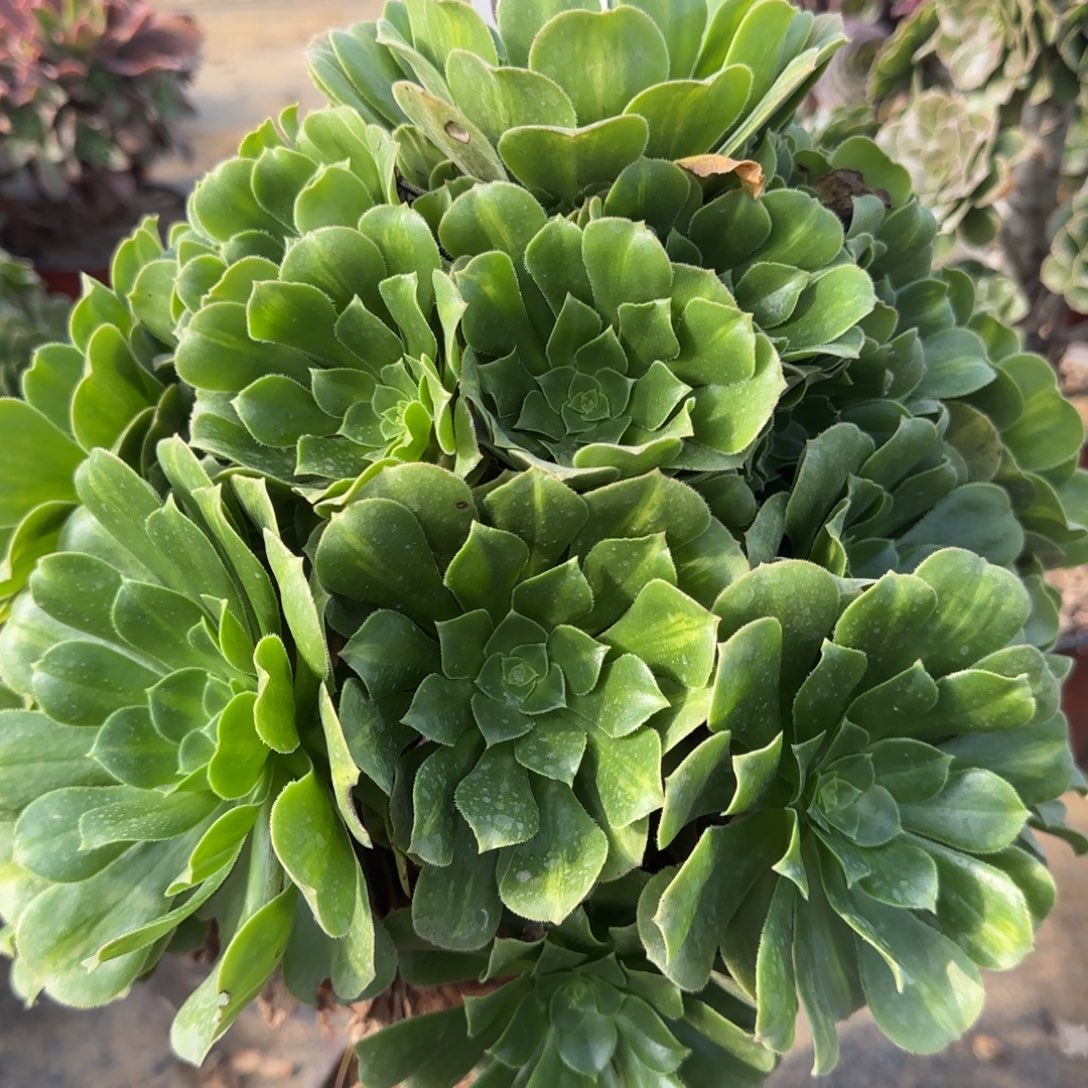 翡翠琉璃644满20包邮断枝不包