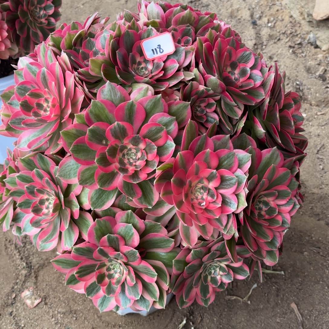 c*118粉女郎多肉植物绿植