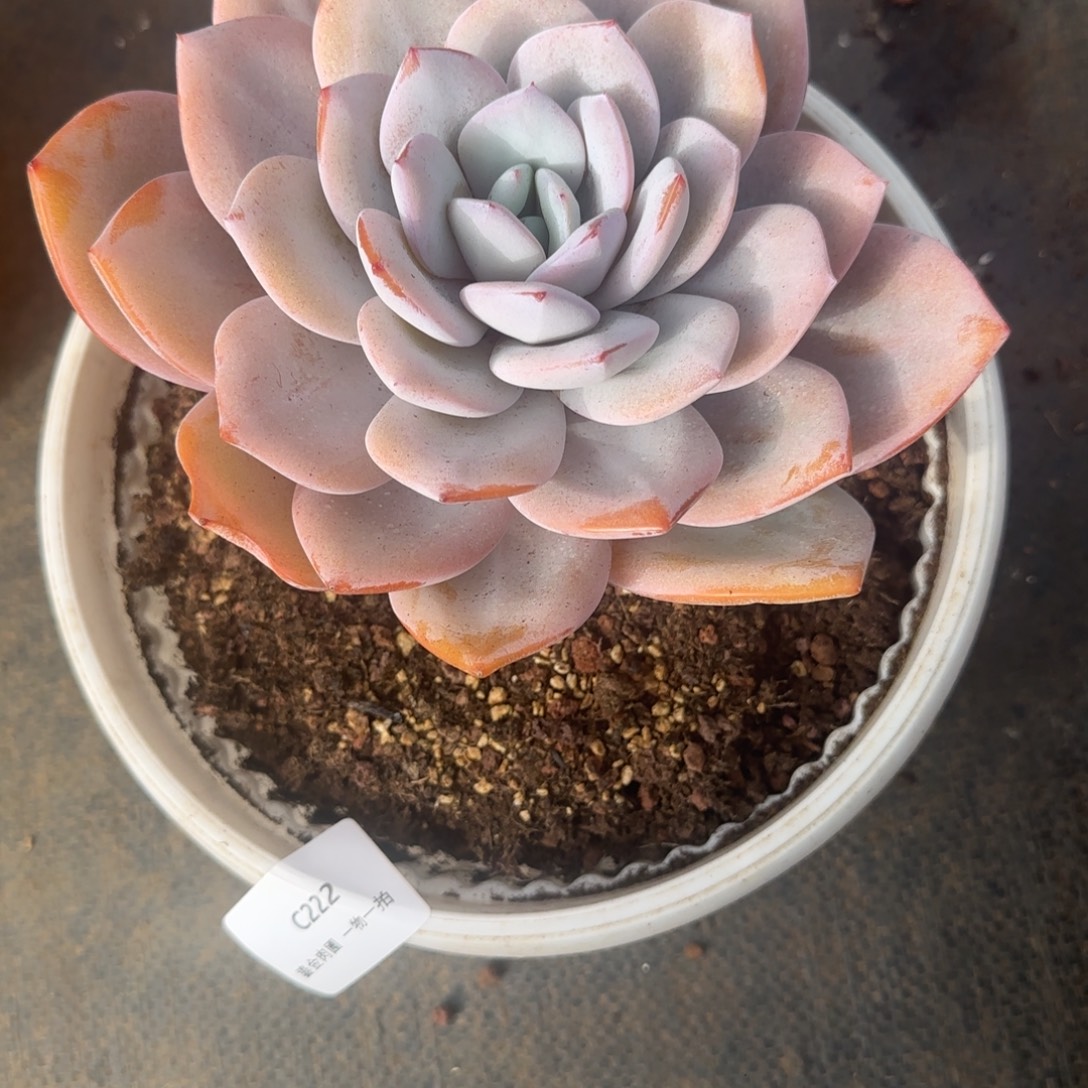 佬***肆C222单头奶茶      