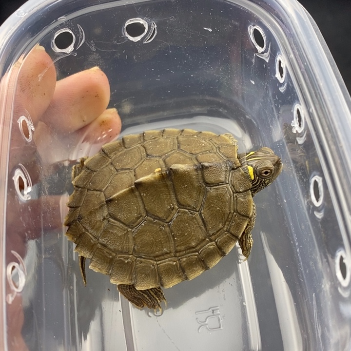 巴西彩龟母6666666