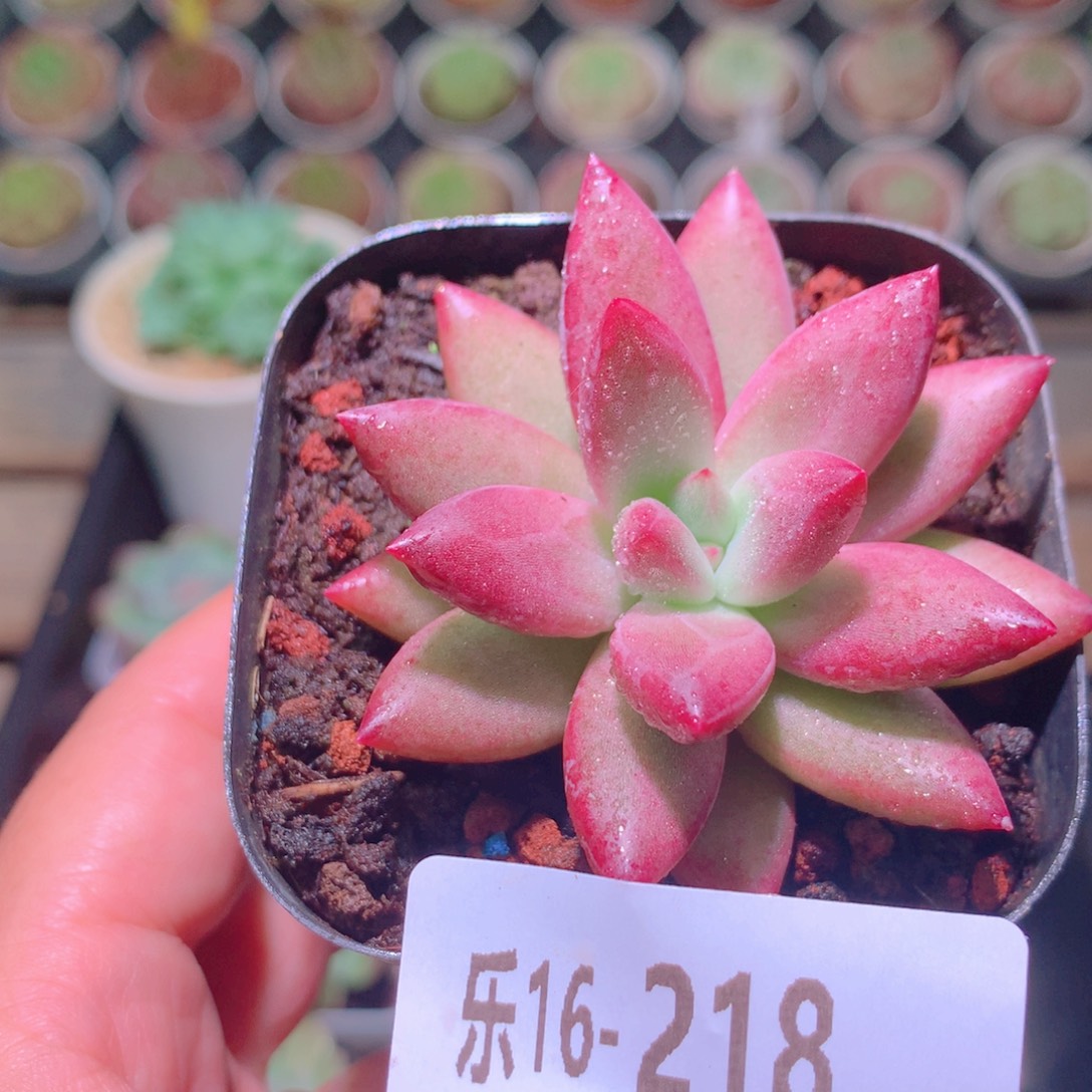 乐然16-218 甜蜜蜜 