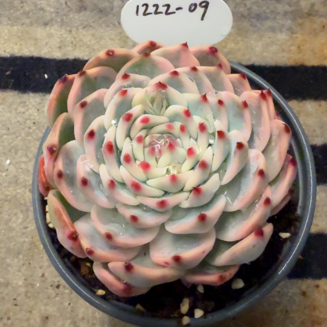 *****1222-09吉娃娃锦大一颗