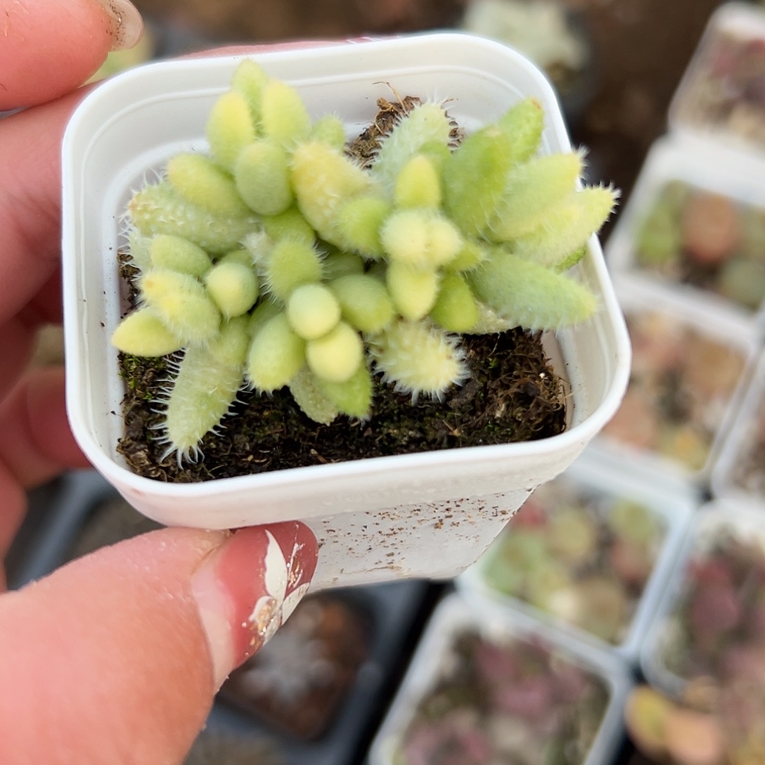 多肉植物雷同开花