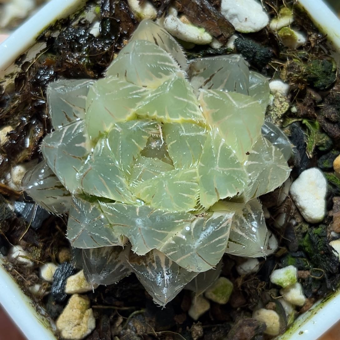 恭喜发财大吉大利0356