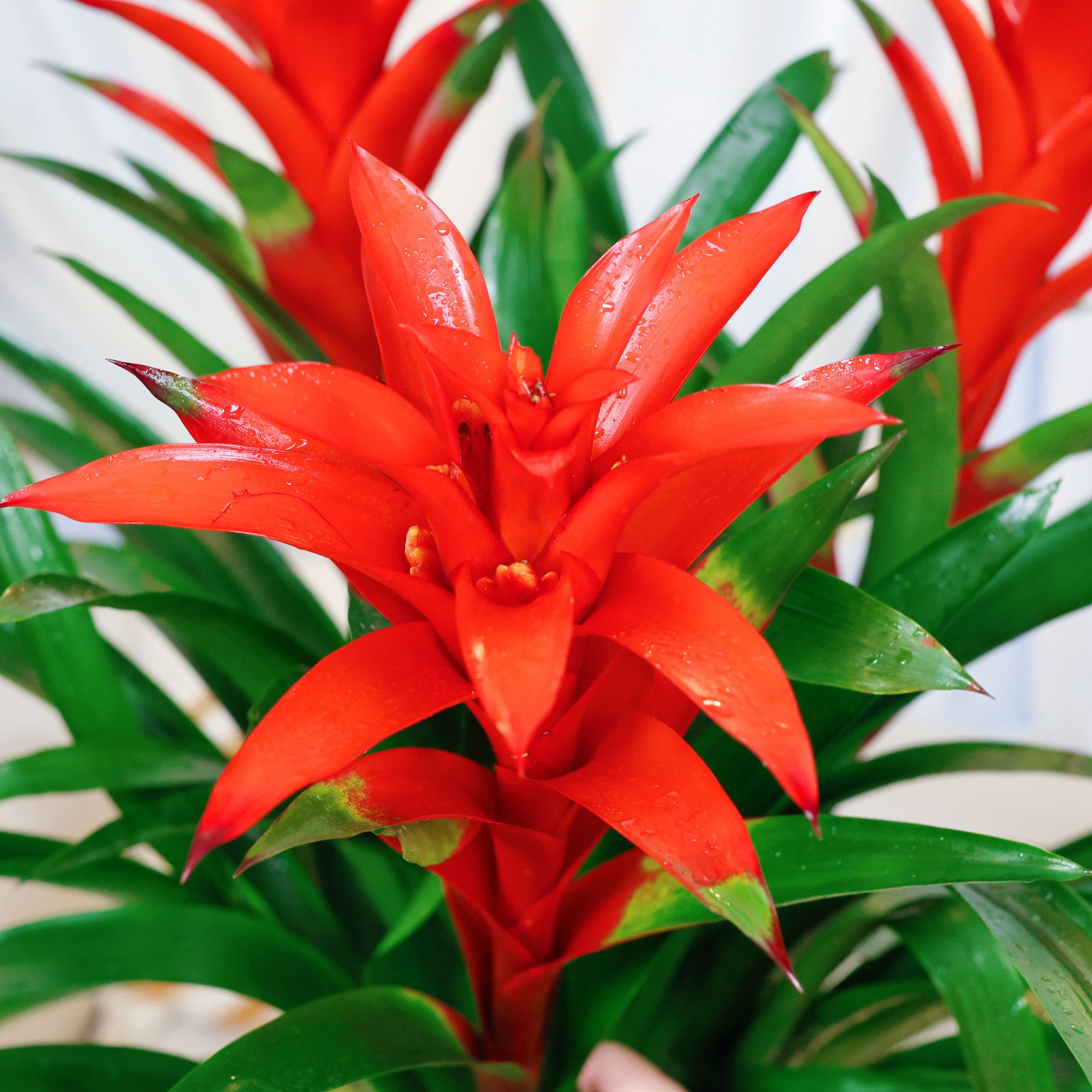 鸿运当头盆栽室内客厅好养花卉绿植四季旺宅