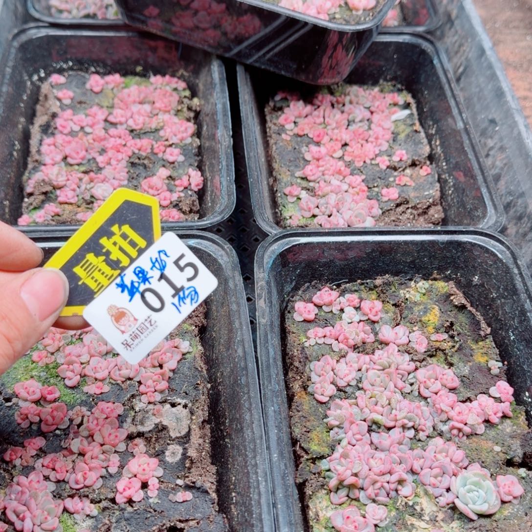 多肉植物多肉植物