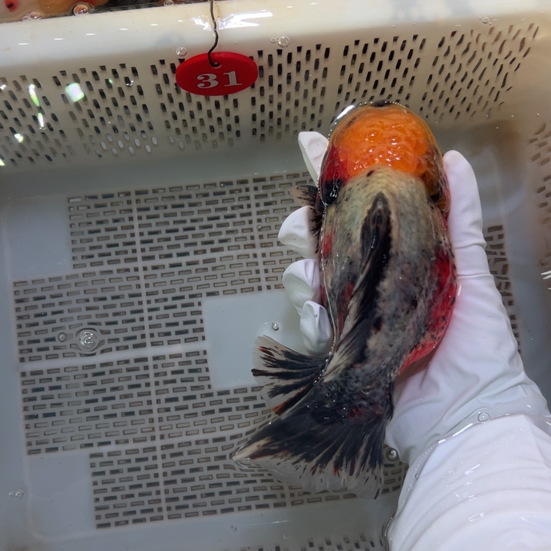 骑****海水鱼你好自认为自己对他